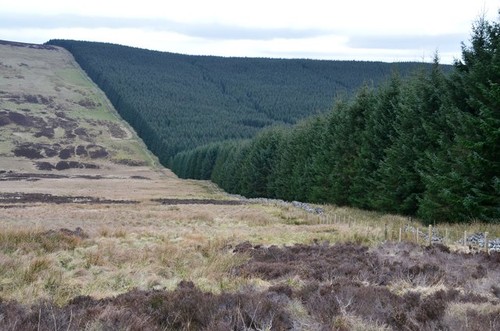 Photo 6x4 wall trees - photo, of
